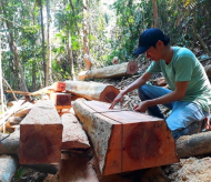 Vietnam curbs illegal timber import following US probe 