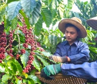 Vietnam coffee export strives to gain turnover of US$6 billion by 2030