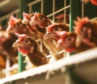 Vietnam to import over 133 million doses of avian flu vaccine