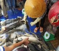 Vietnam agricultural ministry urges tightening of sturgeons imports