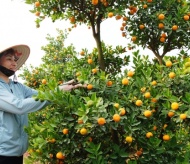 The largest Kumquat garden in Hanoi is ready for Tet