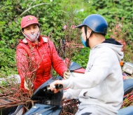 Clever bonsai gardeners switch to online selling amid Covid-19