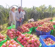 Vietnam fruit, vegetable exports decline in Jan on Covid-19