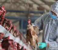 Prime Minister urges fight against avian flu in Vietnam