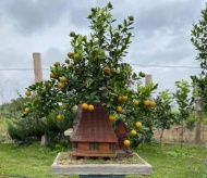 Bonsai kumquat in typical houses is favored