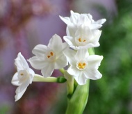 Pleasure for narcissus flower at Tet 