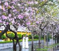 Ban trees in full bloom in Hanoi