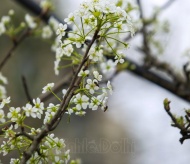 Stunning wild pear flowers in Hanoi streets