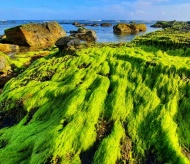 Heavenly scenery of green moss in Ly Son Island