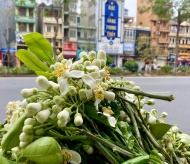 Scent of grapefruit flowers filled up streets of Hanoi 