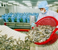 Indian supply recovery may hamper growth of Vietnam shrimp exports in 2021