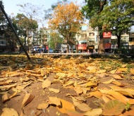 A gentle Hanoi in the leaf-changing season