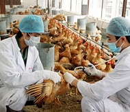 Vietnam warned to be on high alert of H5N8 avian flu strain