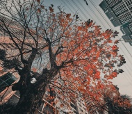 Old green trees - a special heritage of Hanoi