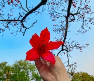 Brilliant Hanoi streets in Hoa Gao season 