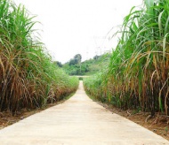 Expansion of sugarcane expected to balance sugar market