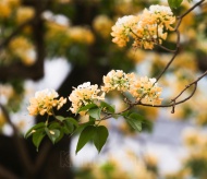 Uniquely in Hanoi: the 300-year-old Bun Flower Tree in full bloom 