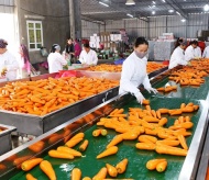 Vietnam fruit, vegetable exports rise above 6% to over US$900 million in Q1