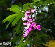 Lagerstroemia tinges Hanoi streets with purple color