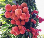 Chinese traders allowed to enter Vietnam for lychee purchase 