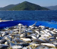 Norway: Decades-long supporter of Vietnam’s marine aquaculture 