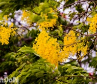 Osaka blossom adds vibrancy of Hanoi streets