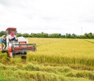 Rice exporter to benefit from the Philippines' tariff reduction 