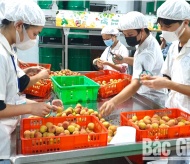 First batches of Bac Giang lychees exported to Japan 