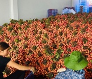 Hai Duong exports fresh lychees to France