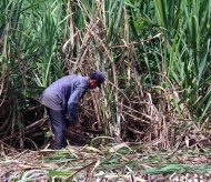 Vietnam imposes anti-dumping duty on sugar from Thailand