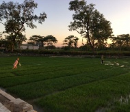 Hanoi's farmers work at night to avoid extreme heat