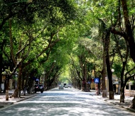 Vietnam’s youth to plant a million trees in 2021-25 period