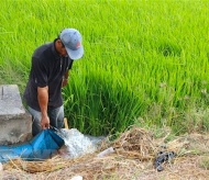 FAO supports Vietnam in building sustainable food systems 