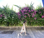 Picturesque bougainvilleas brilliantly bloom on Hanoi's streets