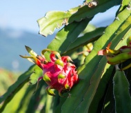  Australian consumers enjoy Vietnamese dragon fruit at trade fair