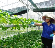 IFC, McCormick, and Citi support sustainable agricultural production in Vietnam