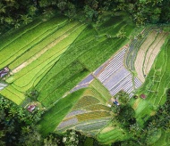 To address climate change, look to nature first