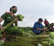 Hanoi: Policemen help farmers harvest agricultural products