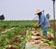 Vietnam launches platform for farm produce trading