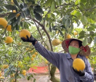 Hanoi supports farm produce consumption 