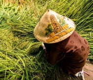 Hanoi’s young rice making village enters a new season