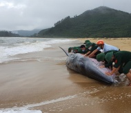 Photo of the day: Whale rescued in Vietnam