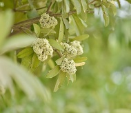 Fragrance of Alstonia Scholaris in Hanoi's Autumn 