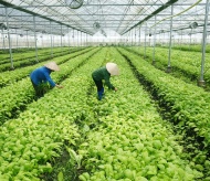 Vietnam in need of national strategy for veggie exports to EU