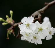 Wild pear flower season comes early on the streets of Hanoi