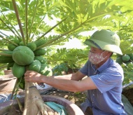 Papaya bonsai to adorn Vietnamese traditional Lunar New Year