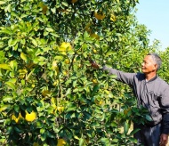 Vietnamese pomelos to enter the US in 2022