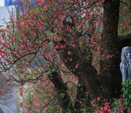 Grand old peach trees grace Hanoi’s streets 