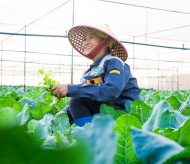 Hanoi agriculture to achieve growth of 3% this year      