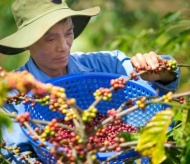 Bringing farm produce abroad: Role of overseas Vietnamese is significant